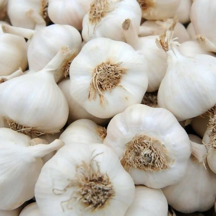 Fresh Garlic available in large quantities and wholesales price
