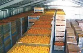 Best Selling Orange from Spain in Wholesales Price for 40pcs Per Carton