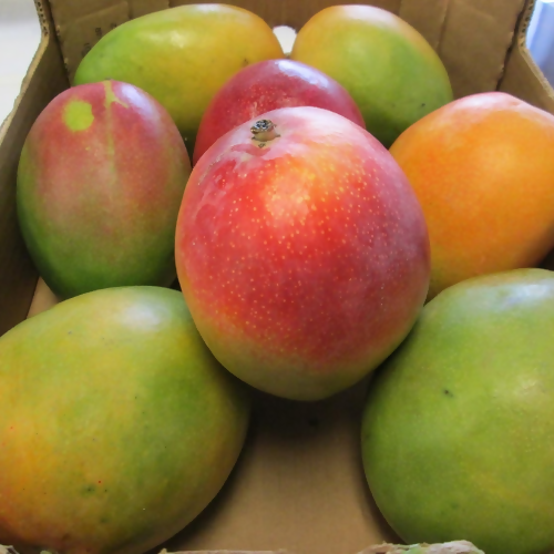 mango5