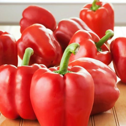 Fresh Capsicum Red Pepper wholesales