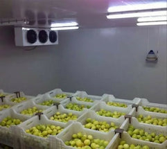 lemonwarehouse2