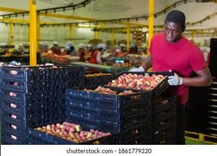 Best Selling Freash Peaches at Wholesales Price Per Kg