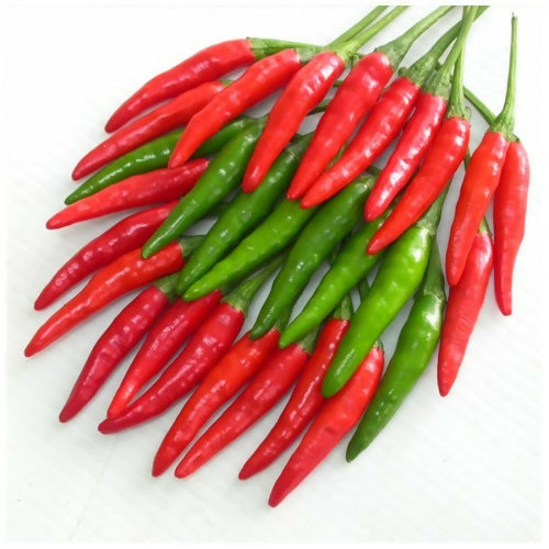 africanchilli2