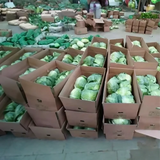 Best Selling Iceberg Lettuce at Wholesales Price Per Kg