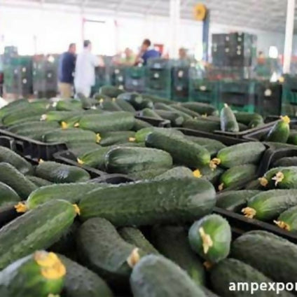 Fresh Cucumber is availbale for sale and delivery in large quantity