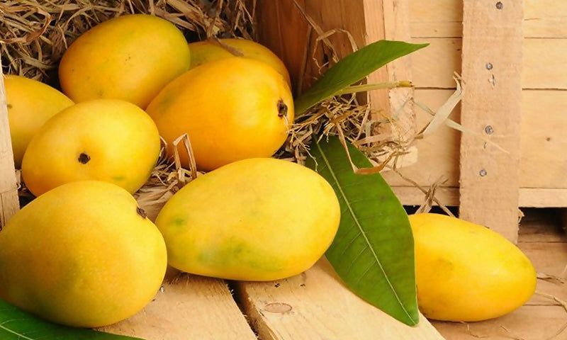pakimango7