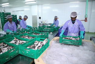 Fresh Salmon Steak 300grms