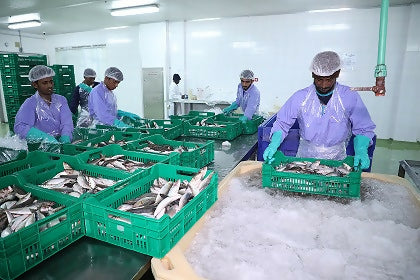 Fresh Salmon Steak 300grms