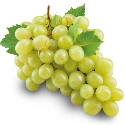 Fresh White Grape available at wholesales prices