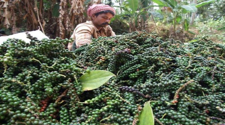 Black pepper whole - 1 kg