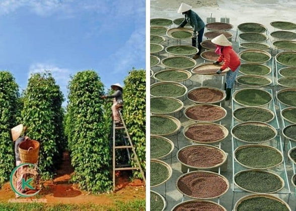 Black pepper whole - 1 kg
