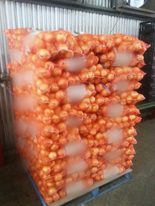 Fresh Brown/Yellow Onion available in large quantity