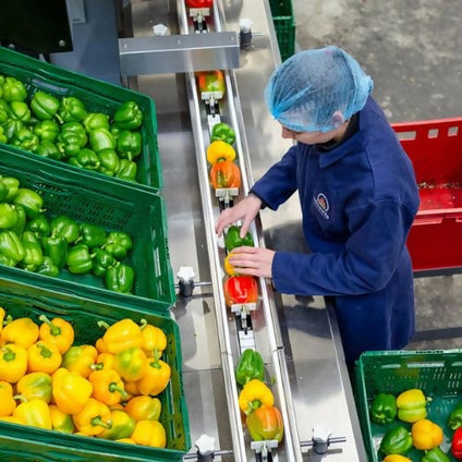 Fresh Yellow Capsicum Pepper at wholesales price