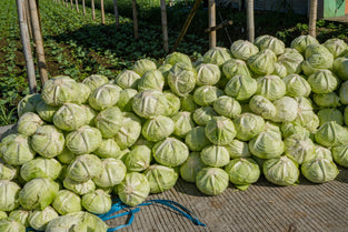 Fresh Omani Cabbage for wholesales