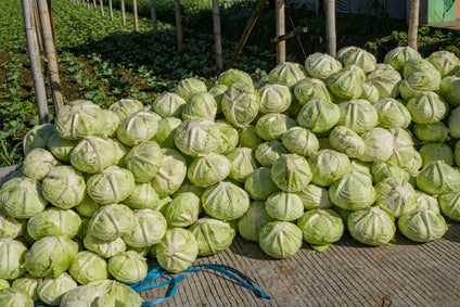 Fresh Omani Cabbage for wholesales
