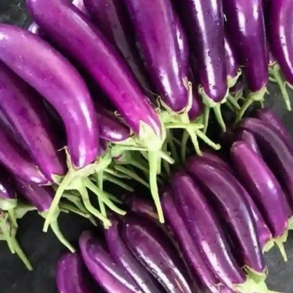 Fresh Eggplant Long Size at wholesales price