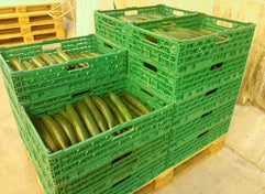 Fresh Cucumber is availbale for sale and delivery in large quantity