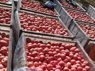 شراء تفاح فوجي الطازج بكميات كبيرة