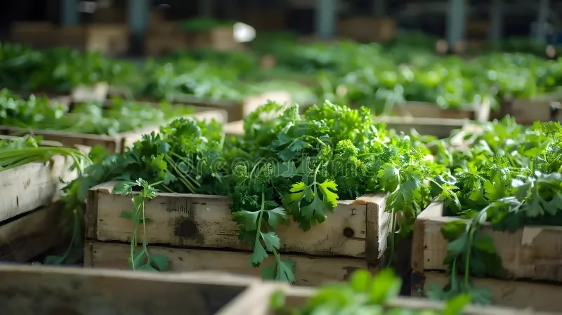 parsley5