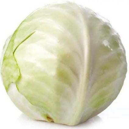 Fresh Iranian Green Cabbage at wholesales price
