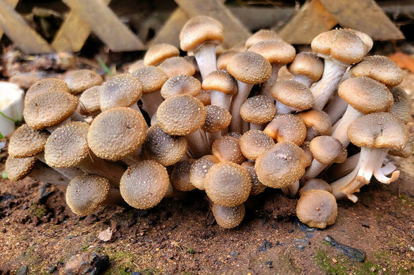 mushroom1