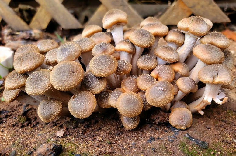 mushroom1