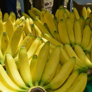 Gansu Fresh Banana available at wholesales