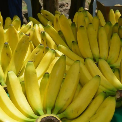 Gansu Fresh Banana available at wholesales