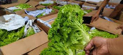 Just arrived Fresh Lettuce Boston per kilogram