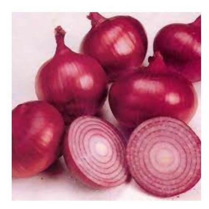Best Selling Iranian Red Onions at Wholesales Price Per Kg