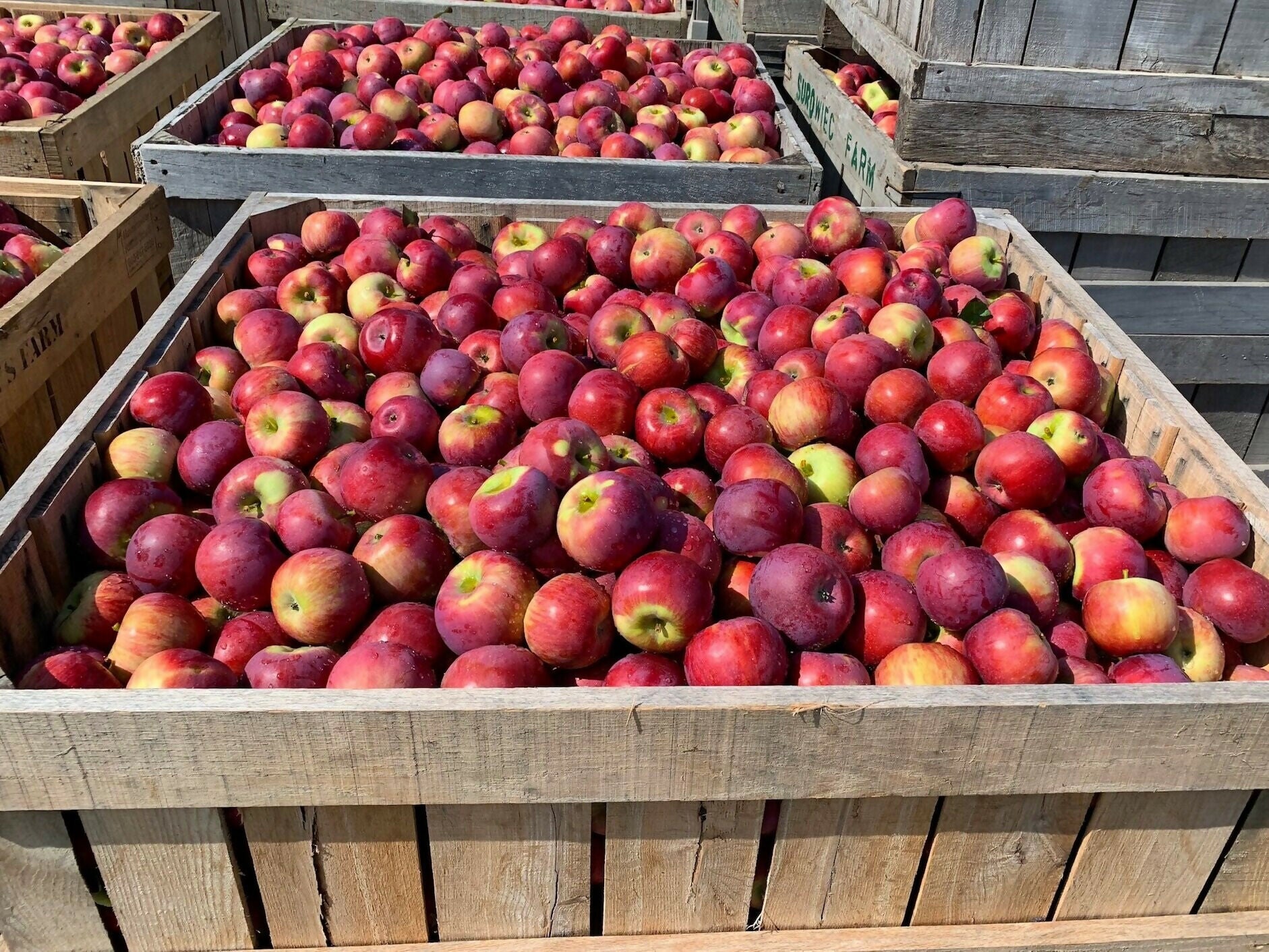 apple4