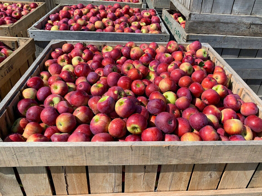 apple4