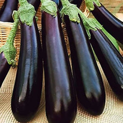 eggplantlong