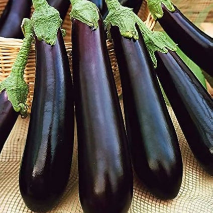 Fresh Eggplant Long Size at wholesales price