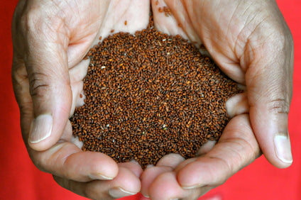 Haba Hamrah - 1 kg