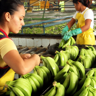 Gansu Fresh Banana available at wholesales