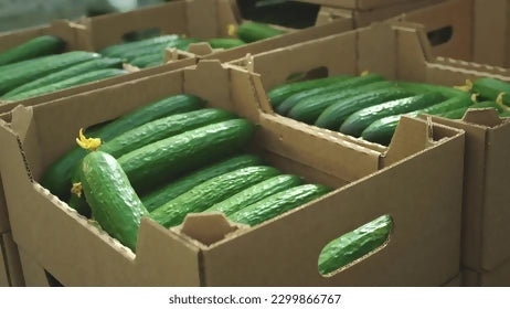 cucumberwarehouse2