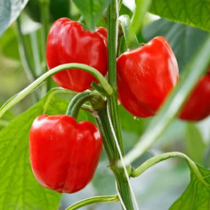 Fresh Capsicum Red Pepper wholesales