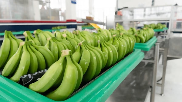 bananafactory3