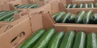 Fresh Cucumber. Available in Wholesales Price. خيار طازج. متوفر بسعر الجملة