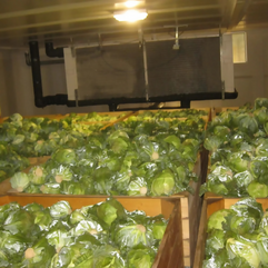 omancabbage5