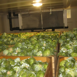Fresh Iranian Green Cabbage at wholesales price