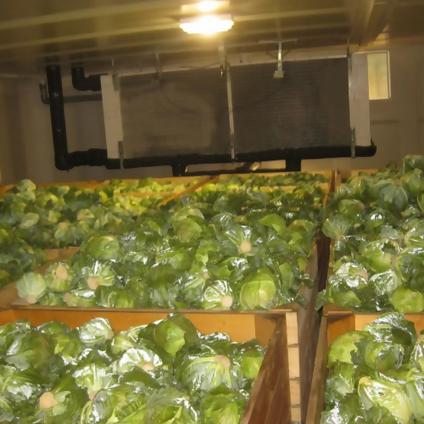Fresh Iranian Green Cabbage at wholesales price