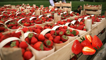 Best Selling Fresh Strawberry at Wholesales Price Per kg