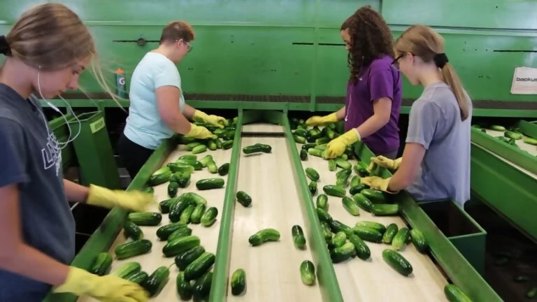 cucumberprocess