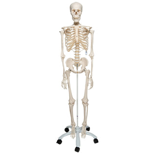 SCIENTIFIC HUMAN SKELETON MODEL