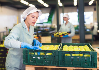 Best Selling Green Apple at Wholesales Price Per kg
