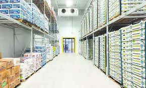 Best Selling Fresh Grapes at Wholesales Prices Per Kg