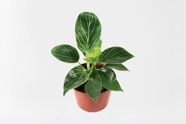 Anar gardenia Philodendron Birkin Natural Real Live Fresh Plant