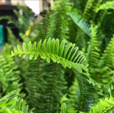 Live Boston Fern/Nephrolepis Exaltata/Real Indoor Plant/Shade-Tolerant Plants/Tropical Plant/Air Purifying Plant